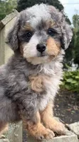 💚IN BOSTON MASSACHUSETTS💚TINY BLUE MERLE TRI💚MINI BERNEDOODLE BOY💚, a male Miniature Bernedoodle for sale in Raynham, MA – 3 of 6