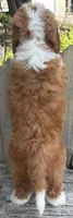 ❤️IN BOSTON MASSACHUSETTS AREA❤️RARE DARK RED❤️MINI BERNEDOODLE GIRL❤️, a female Miniature Bernedoodle for sale in Raynham, MA – 7 of 10