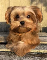 💙IN BOSTON MASSACHUSETTS AREA💙ADORABLE SHORKIE BOY💙WILL BE SMALL💙, a male Shih Tzu and Yorkshire Terrier for sale in Raynham, MA – 3 of 10