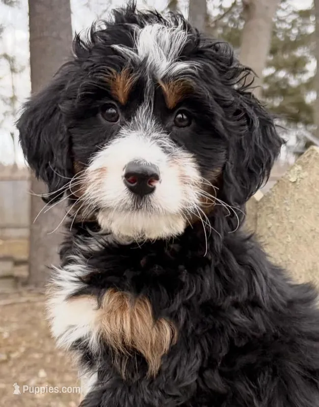💗 MINI BERNEDOODLE 💗 BOSTON MASSACHUSETTS AREA 💗 PETITE GIRL 💗 – Miniature Bernedoodle puppy for sale in Raynham, MA
