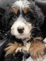 💗 MINI BERNEDOODLE 💗 BOSTON MASSACHUSETTS AREA 💗 PETITE GIRL 💗, a female Miniature Bernedoodle for sale in Raynham, MA – Photo 7 of 9
