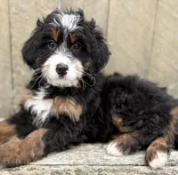 💗 MINI BERNEDOODLE 💗 BOSTON MASSACHUSETTS AREA 💗 PETITE GIRL 💗, a female Miniature Bernedoodle for sale in Raynham, MA – Photo 2 of 9
