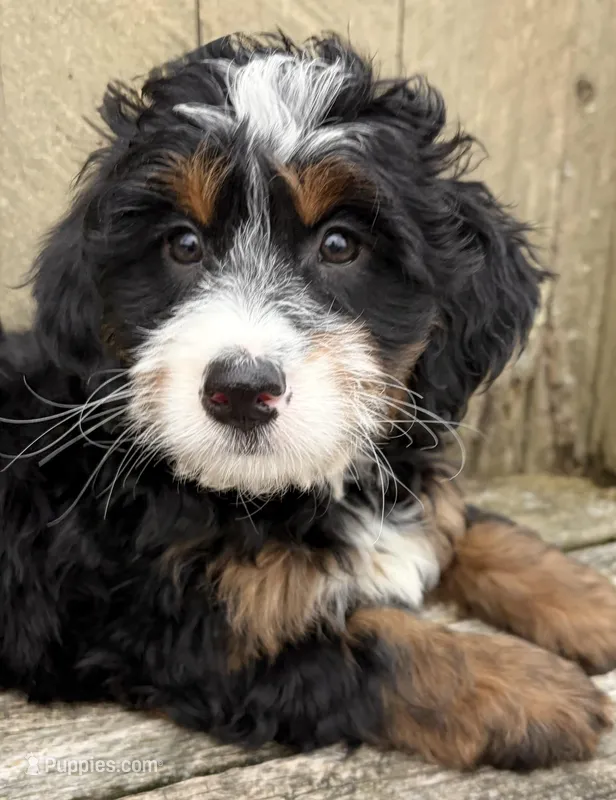 💗 MINI BERNEDOODLE 💗 BOSTON MASSACHUSETTS AREA 💗 PETITE GIRL 💗 – Miniature Bernedoodle puppy for sale in Raynham, MA