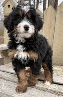 💗 MINI BERNEDOODLE 💗 BOSTON MASSACHUSETTS AREA 💗 PETITE GIRL 💗, a female Miniature Bernedoodle for sale in Raynham, MA – Photo 9 of 9