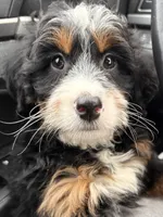 💗 MINI BERNEDOODLE 💗 BOSTON MASSACHUSETTS AREA 💗 PETITE GIRL 💗, a female Miniature Bernedoodle for sale in Raynham, MA – Photo 4 of 9