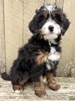💗 MINI BERNEDOODLE 💗 BOSTON MASSACHUSETTS AREA 💗 PETITE GIRL 💗, a female Miniature Bernedoodle for sale in Raynham, MA – Photo 5 of 9