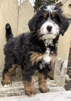 💗 MINI BERNEDOODLE 💗 BOSTON MASSACHUSETTS AREA 💗 PETITE GIRL 💗, a female Miniature Bernedoodle for sale in Raynham, MA – Photo 3 of 9