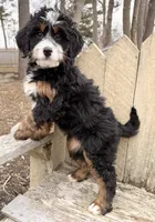 💗 MINI BERNEDOODLE 💗 BOSTON MASSACHUSETTS AREA 💗 PETITE GIRL 💗, a female Miniature Bernedoodle for sale in Raynham, MA – Photo 8 of 9