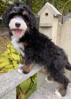🧡IN BOSTON MASSACHUSETTS AREA🧡MINI BERNEDOODLE BOY🧡, a male Miniature Bernedoodle for sale in Raynham, MA – 5 of 10