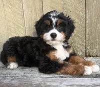 💚IN BOSTON MASSACHUSETTS AREA💚TRADITIONAL-TRI💚MINI BERNEDOODLE BOY💚, a male Miniature Bernedoodle for sale in Raynham, MA – 2 of 9