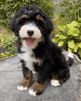🧡IN BOSTON MASSACHUSETTS AREA🧡MINI BERNEDOODLE BOY🧡, a male Miniature Bernedoodle for sale in Raynham, MA – 3 of 10