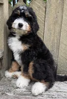 🩶IN BOSTON MASSACHUSETTS AREA🩶MINI BERNEDOODLE🩶, a male Miniature Bernedoodle for sale in Raynham, MA – 2 of 10