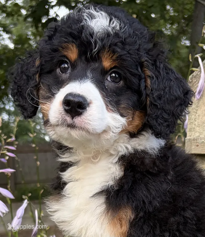 💛IN BOSTON MASSACHUSETTS AREA💛TRADITIONAL-TRI💛MINI BERNEDOODLE BOY💛 – Miniature Bernedoodle puppy for sale in Raynham, MA