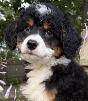💛IN BOSTON MASSACHUSETTS AREA💛TRADITIONAL-TRI💛MINI BERNEDOODLE BOY💛, a male Miniature Bernedoodle for sale in Raynham, MA – 1 of 10