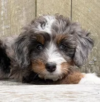 🩷TINY !!!🩷IN BOSTON MASSACHUSETTS AREA🩷BLUE MERLE MINI BERNEDOODLE🩷, a female Miniature Bernedoodle for sale in Raynham, MA – 4 of 10