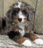 🩷TINY !!!🩷IN BOSTON MASSACHUSETTS AREA🩷BLUE MERLE MINI BERNEDOODLE🩷, a female Miniature Bernedoodle for sale in Raynham, MA – 2 of 10