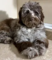 🩵IN BOSTON MASSACHUSETTS AREA🩵RARE CHOCOLATE MERLE🩵ONE BLUE/GREEN EYE🩵, a male Miniature Bernedoodle and Newfypoo for sale in Raynham, MA – 3 of 6