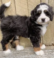 🩷IN BOSTON MASSACHUSETTS🩷MINI BERNEDOODLE🩷, a female Miniature Bernedoodle for sale in Raynham, MA – 3 of 10