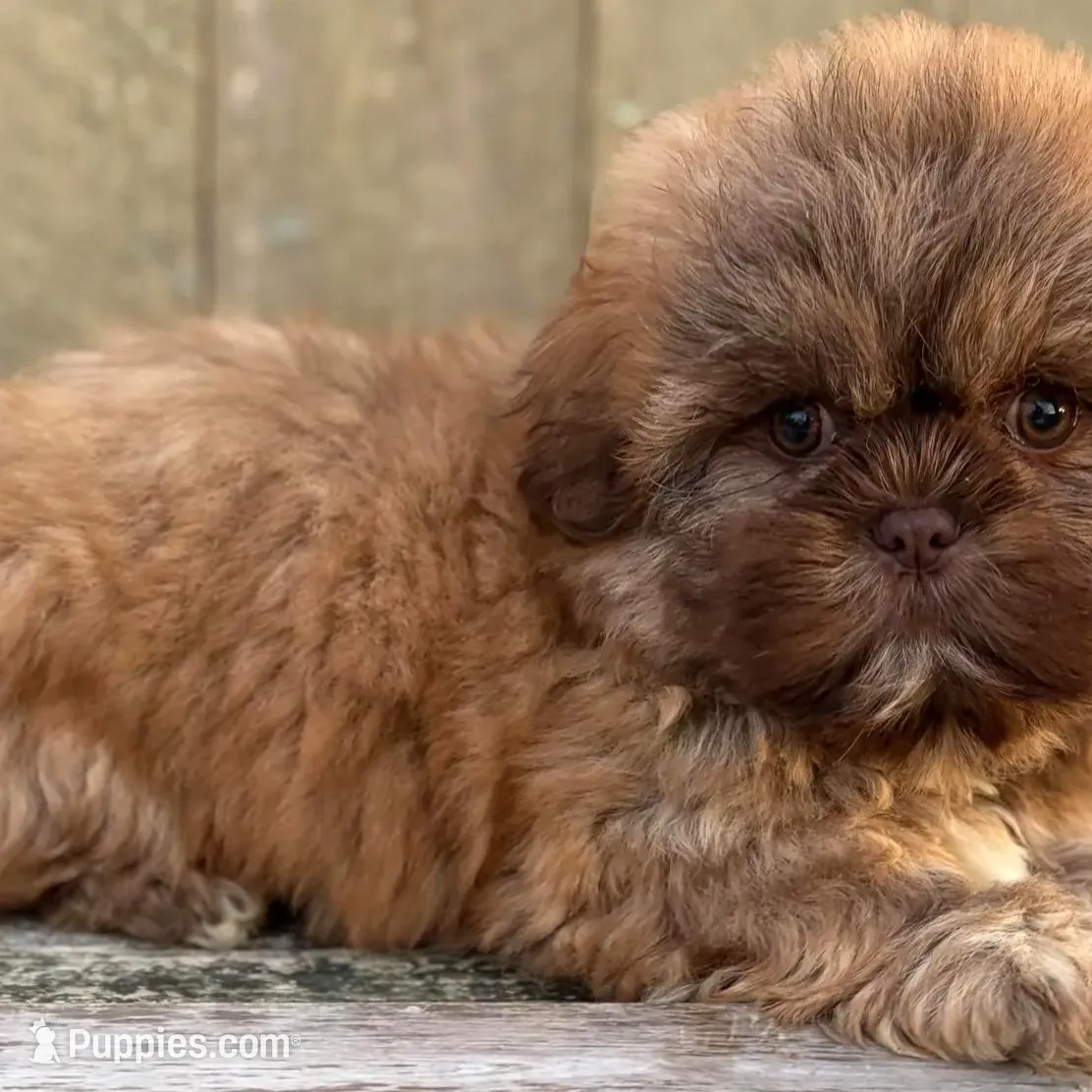 💙CHICOLATE SHIH TZU 💙10-12 LBS FULL GROWN, a male Shih Tzu for sale in Raynham, MA – Photo 10 of 10