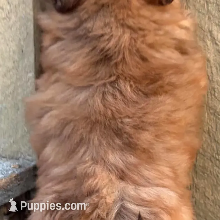 💙CHICOLATE SHIH TZU 💙10-12 LBS FULL GROWN, a male Shih Tzu for sale in Raynham, MA – Photo 5 of 10