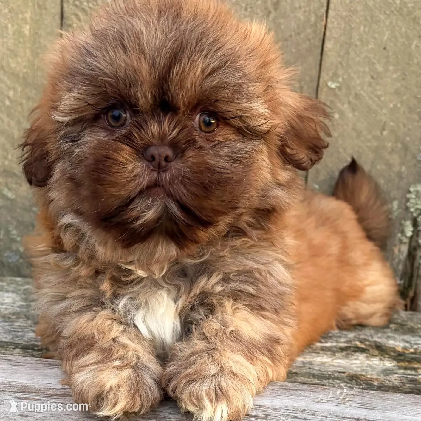💙CHICOLATE SHIH TZU 💙10-12 LBS FULL GROWN, a male Shih Tzu for sale in Raynham, MA – Photo 7 of 10