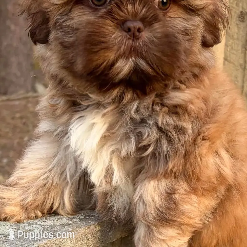💙CHICOLATE SHIH TZU 💙10-12 LBS FULL GROWN, a male Shih Tzu for sale in Raynham, MA – Photo 6 of 10