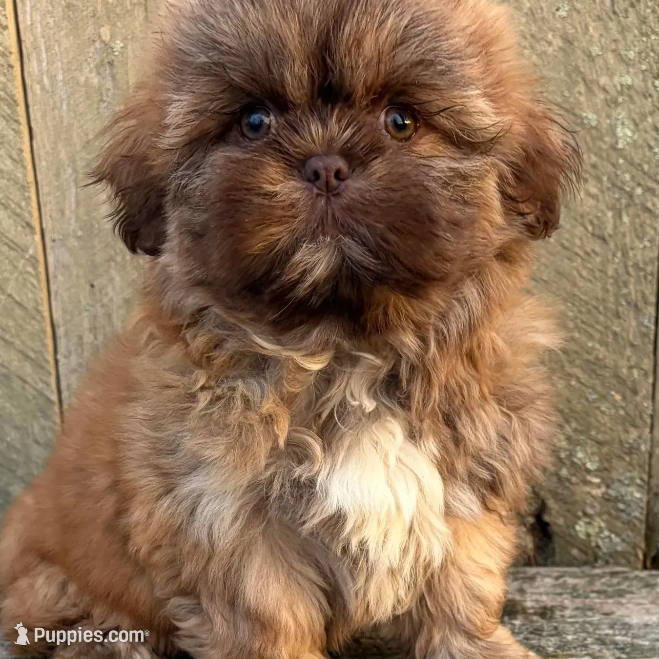 💙CHICOLATE SHIH TZU 💙10-12 LBS FULL GROWN, a male Shih Tzu for sale in Raynham, MA – Photo 2 of 10