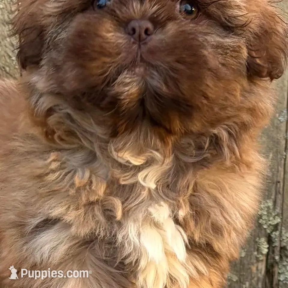 💙CHICOLATE SHIH TZU 💙10-12 LBS FULL GROWN, a male Shih Tzu for sale in Raynham, MA – Photo 8 of 10