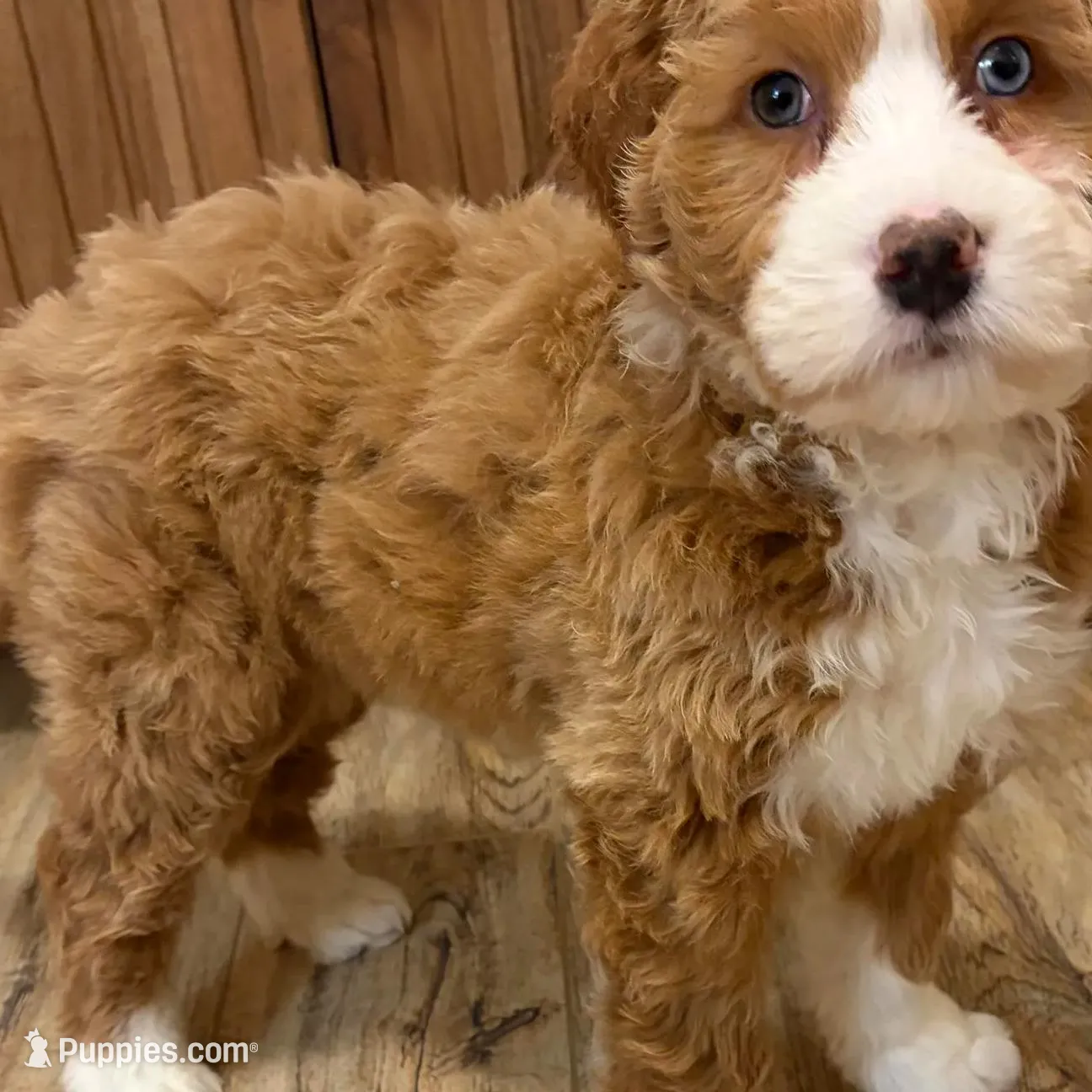 💗MINI BERNEDOODLE 💗ONE BLUE EYE, a female Bernedoodle and Miniature Bernedoodle for sale in Raynham, MA – Photo 3 of 10