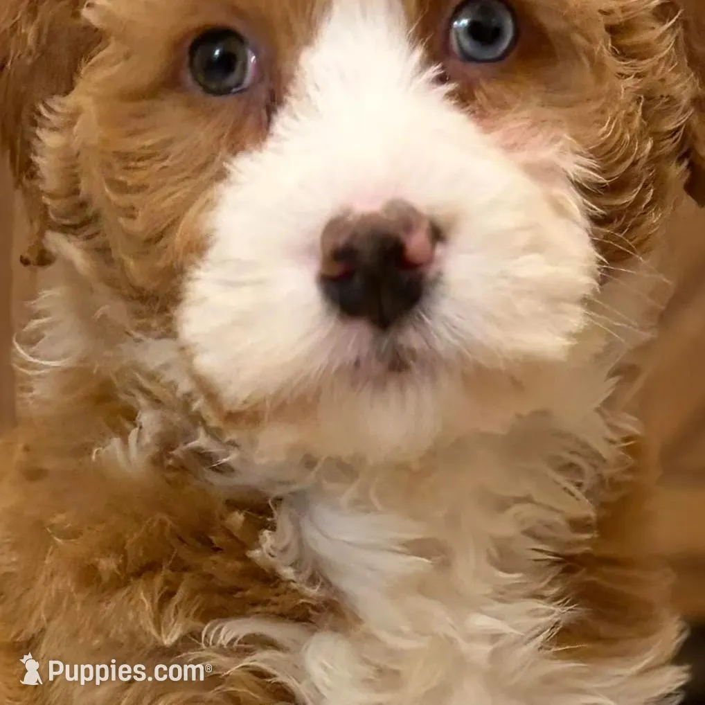 💗MINI BERNEDOODLE 💗ONE BLUE EYE, a female Bernedoodle and Miniature Bernedoodle for sale in Raynham, MA – Photo 7 of 10