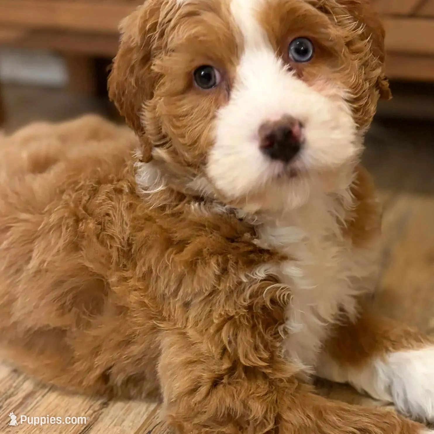 💗MINI BERNEDOODLE 💗ONE BLUE EYE