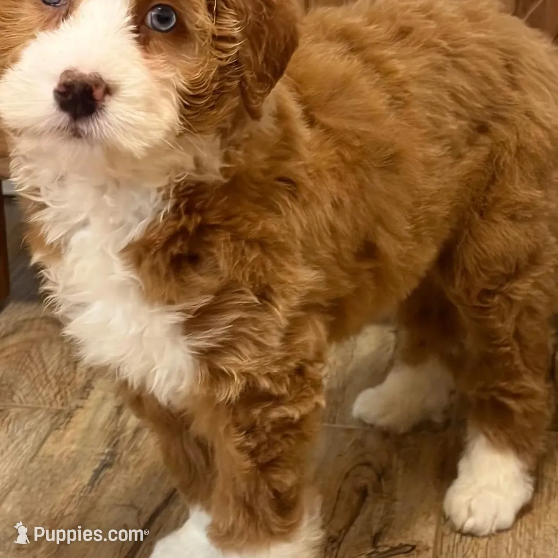 💗MINI BERNEDOODLE 💗ONE BLUE EYE, a female Bernedoodle and Miniature Bernedoodle for sale in Raynham, MA – Photo 6 of 10