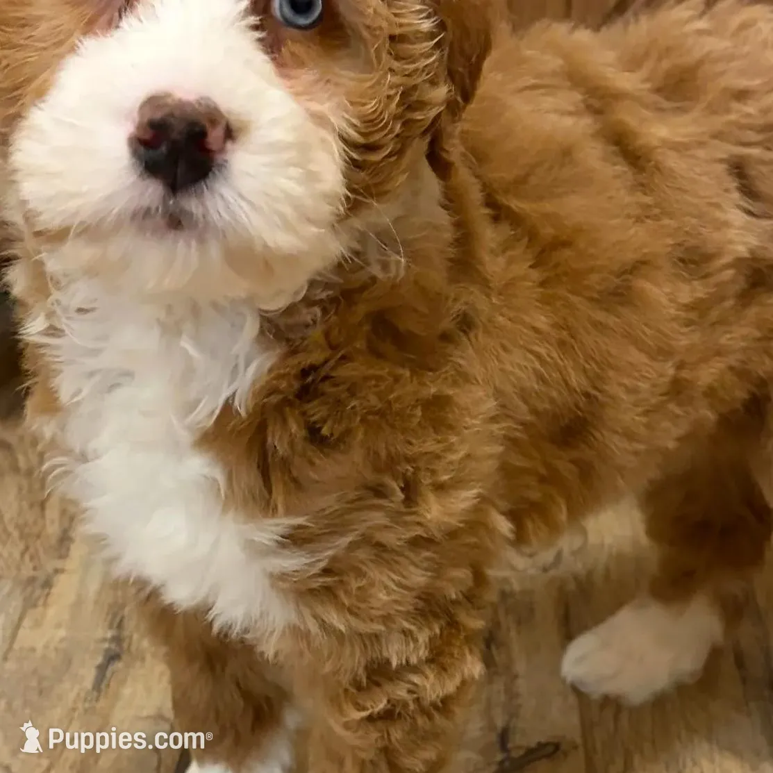 💗MINI BERNEDOODLE 💗ONE BLUE EYE, a female Bernedoodle and Miniature Bernedoodle for sale in Raynham, MA – Photo 9 of 10