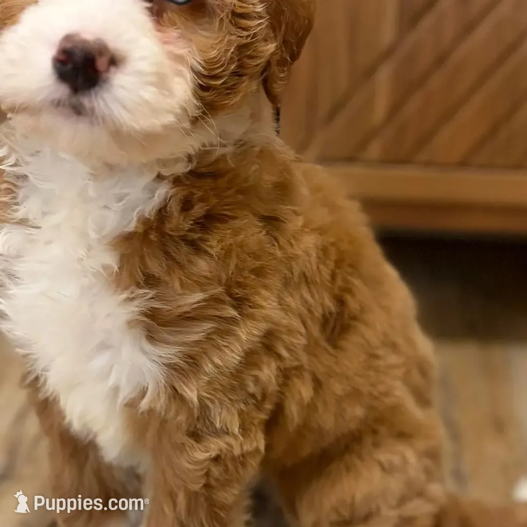 💗MINI BERNEDOODLE 💗ONE BLUE EYE, a female Bernedoodle and Miniature Bernedoodle for sale in Raynham, MA – Photo 2 of 10