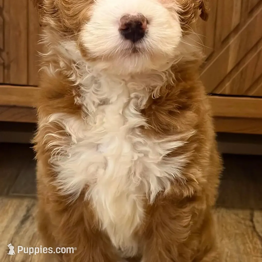 💗MINI BERNEDOODLE 💗ONE BLUE EYE, a female Bernedoodle and Miniature Bernedoodle for sale in Raynham, MA – Photo 10 of 10