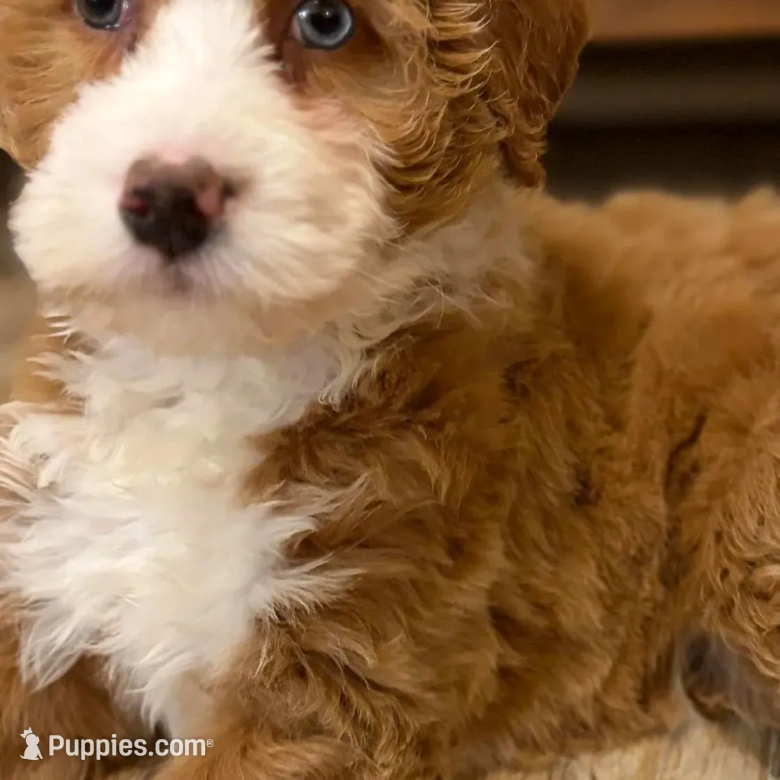 💗MINI BERNEDOODLE 💗ONE BLUE EYE, a female Bernedoodle and Miniature Bernedoodle for sale in Raynham, MA – Photo 4 of 10