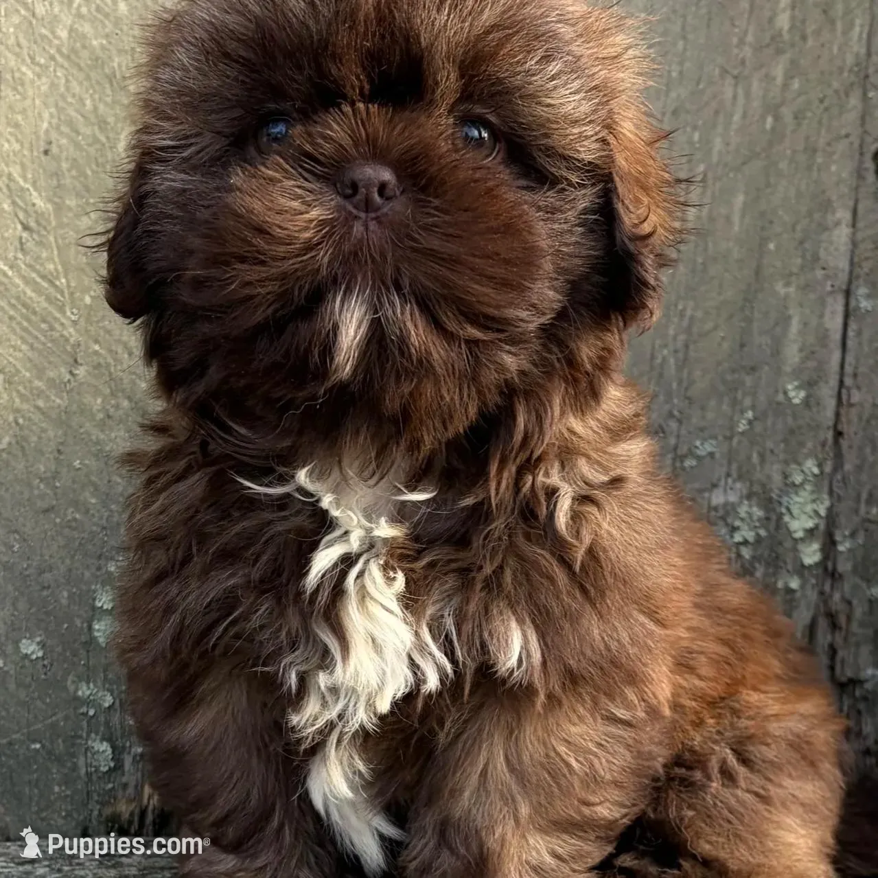 💚CHOCOLATE SHIHTZU💚BOSTON MA