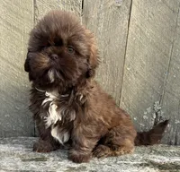 💚CHOCOLATE SHIHTZU💚BOSTON MA, a male Shih Tzu for sale in Raynham, MA – Photo 5 of 10