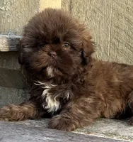 💚CHOCOLATE SHIHTZU💚BOSTON MA, a male Shih Tzu for sale in Raynham, MA – Photo 2 of 10