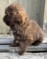 💚CHOCOLATE SHIHTZU💚BOSTON MA, a male Shih Tzu for sale in Raynham, MA – Photo 10 of 10