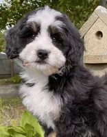 🩷IN BOSTON MASSACHUSETTS🩷MINI BERNEDOODLE🩷, a female Miniature Bernedoodle for sale in Raynham, MA – 9 of 10