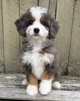 💚PETITE !!!💚IN BOSTON MASSACHUSETTS AREA💚MINI BERNEDOODLE💚, a female Miniature Bernedoodle for sale in Raynham, MA – 2 of 9