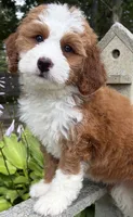 ❤️IN BOSTON MASSACHUSETTS AREA❤️RARE DARK RED❤️MINI BERNEDOODLE GIRL❤️, a female Miniature Bernedoodle for sale in Raynham, MA – 10 of 10