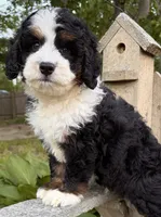 🩵IN BOSTON MASSACHUSETTS AREA🩵MINI BERNEDOODLE🩵, a male Miniature Bernedoodle for sale in Raynham, MA – 6 of 9