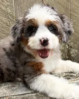 💜IN BOSTON MASSACHUSETTS AREA💜BLUE MERLE TRI💜MINI BERNEDOODLE GIRL💜, a female Miniature Bernedoodle for sale in Raynham, MA – 2 of 10