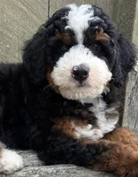 💙IN BOSTON MASSACHUSETTS AREA💙MINI BERNEDOODLE BOY💙, a male Miniature Bernedoodle for sale in Raynham, MA – 4 of 10