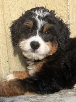 💚IN BOSTON MASSACHUSETTS AREA💚TRADITIONAL-TRI💚MINI BERNEDOODLE BOY💚, a male Miniature Bernedoodle for sale in Raynham, MA – 5 of 9