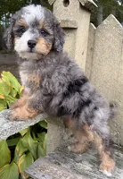 💚IN BOSTON MASSACHUSETTS💚TINY BLUE MERLE TRI💚MINI BERNEDOODLE BOY💚, a male Miniature Bernedoodle for sale in Raynham, MA – 2 of 6