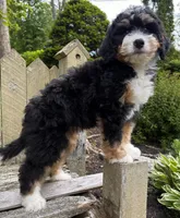 🩶IN BOSTON MASSACHUSETTS AREA🩶MINI BERNEDOODLE🩶, a male Miniature Bernedoodle for sale in Raynham, MA – 9 of 10