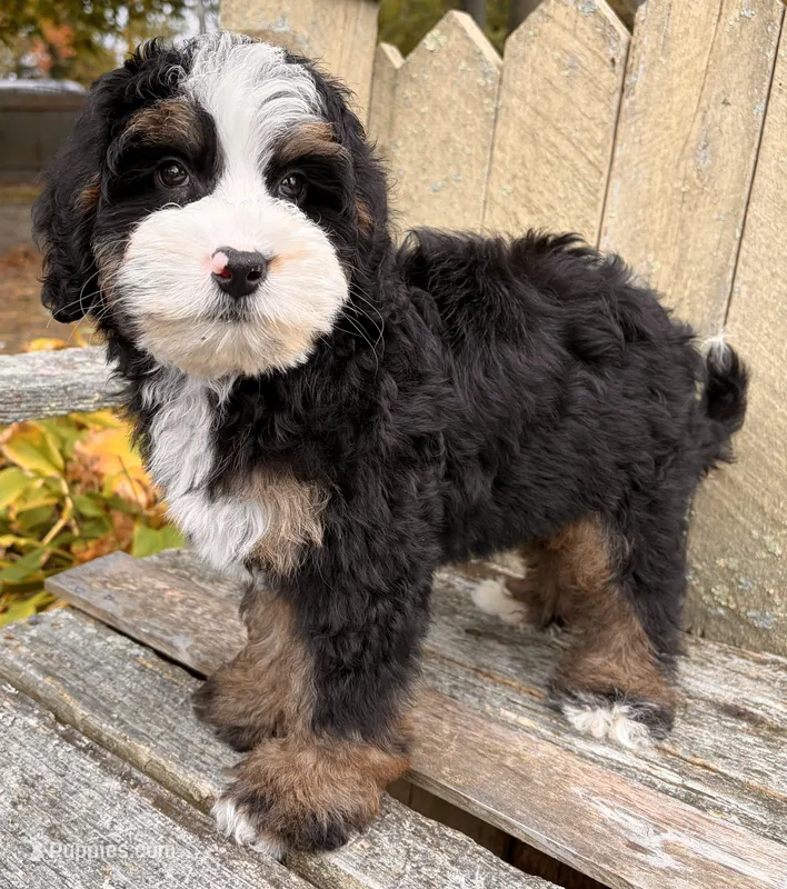 👻IN BOSTON MASSACHUSETTS👻TRADITIONAL TRI COLOR👻MINI BERNEDOODLE BOY👻 – Miniature Bernedoodle puppy for sale in Raynham, MA